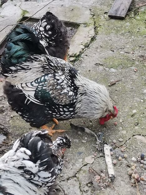  - Wyandotte argintiu talie mare