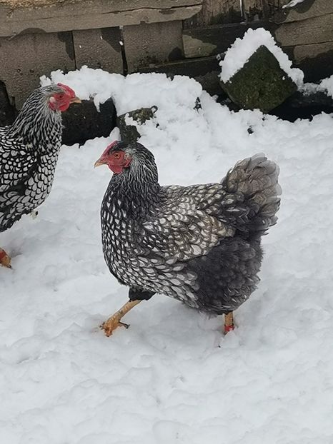  - Wyandotte argintiu talie mare