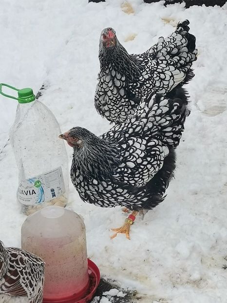  - Wyandotte argintiu talie mare