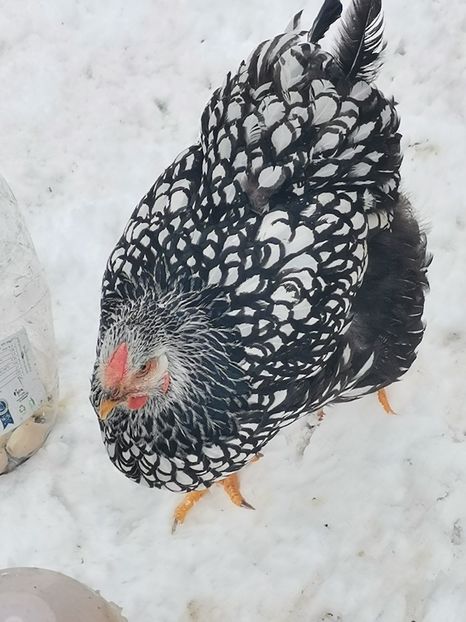  - Wyandotte argintiu talie mare