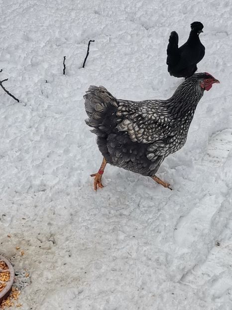  - Wyandotte argintiu talie mare