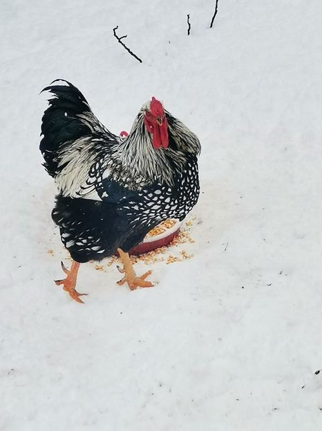  - Wyandotte argintiu talie mare