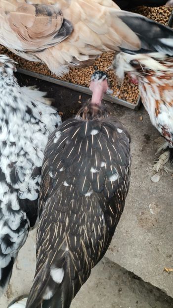 IMG-20231103-WA0023 - Lili 2020