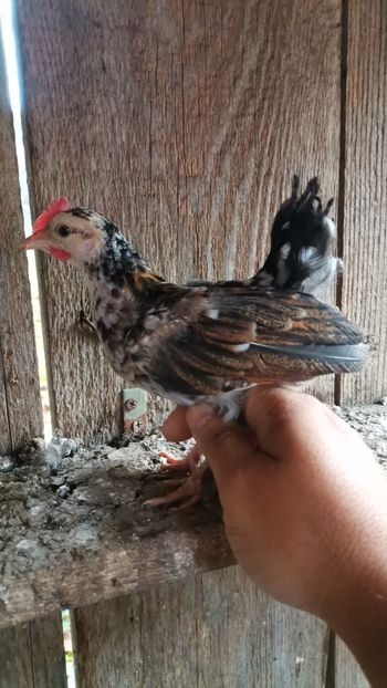 IMG-20231103-WA0017 - Lili 2020