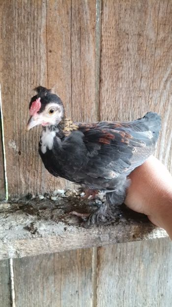 IMG-20231103-WA0015 - Lili 2020