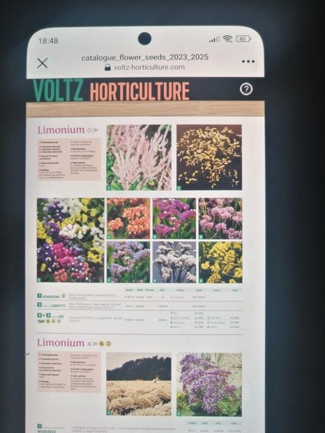 IMG-20240123-WA0004 - Limonium perezii 2023