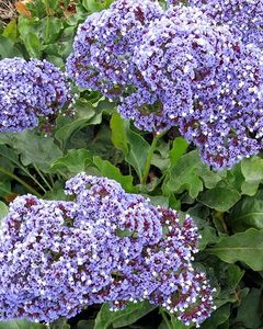 statice-perezii - Limonium perezii 2023