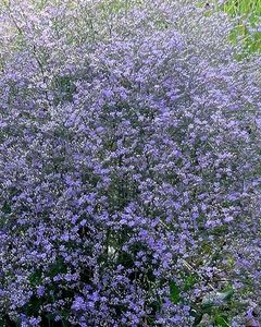 statice-latifolia - Limonium perezii 2023