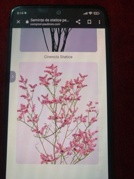 IMG-20231225-WA0000(1) - Limonium perezii 2023