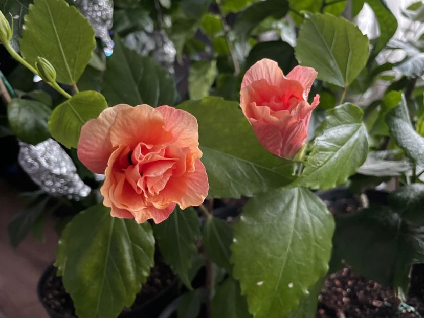  - Clasici - Apricot Dublu și Alb Dublu