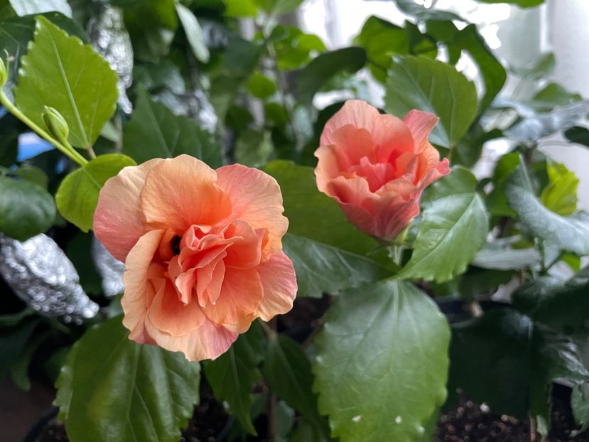  - Clasici - Apricot Dublu și Alb Dublu