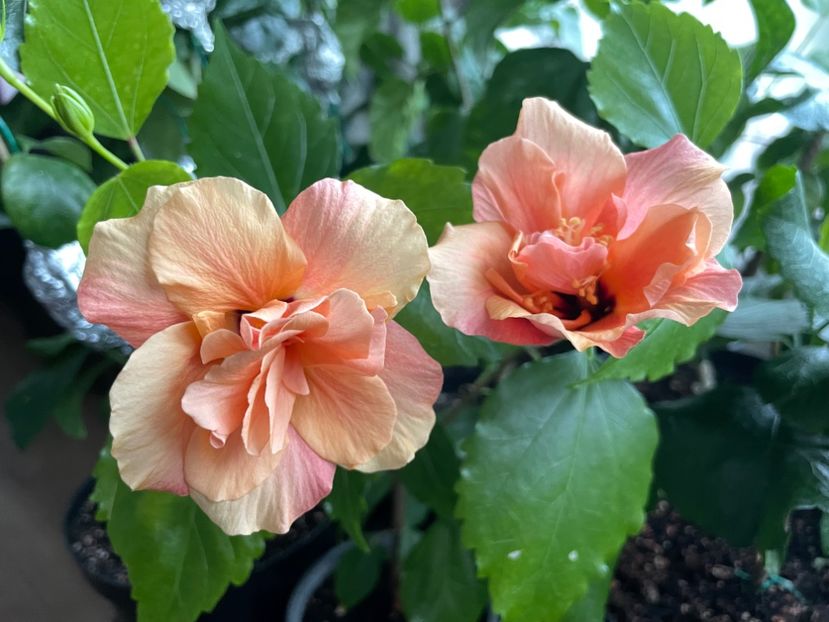  - Clasici - Apricot Dublu și Alb Dublu