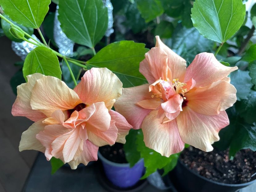  - Clasici - Apricot Dublu și Alb Dublu