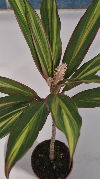 2024- Cordyline, surprize-surprize - Alte plante de interior