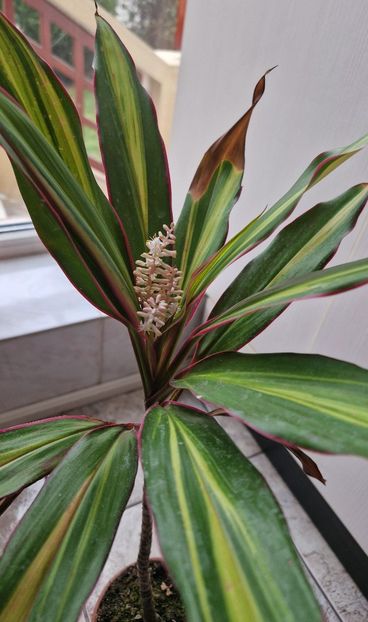  - Alte plante de interior