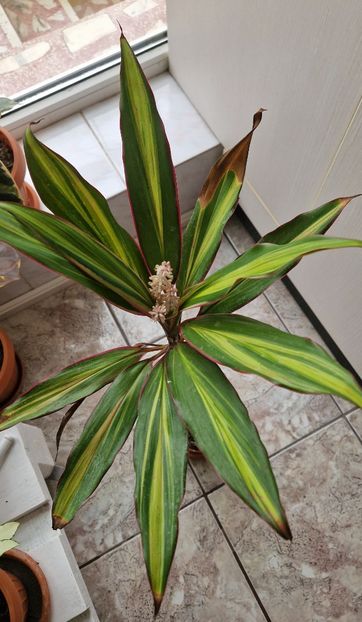  - Alte plante de interior