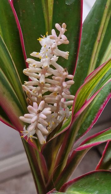  - Alte plante de interior