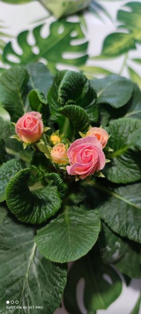 Primula ❤️ - 0 0 2024 FLORI