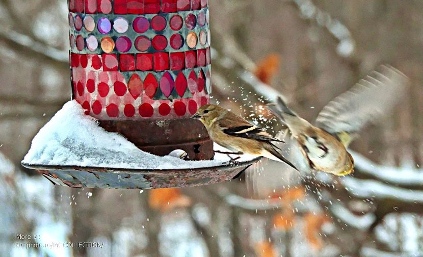 American Goldfinch - WINTER - Iarna Canadiana