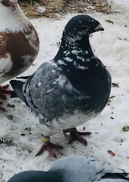 F2023vanduta - Porumbei vanduti 2017-2025