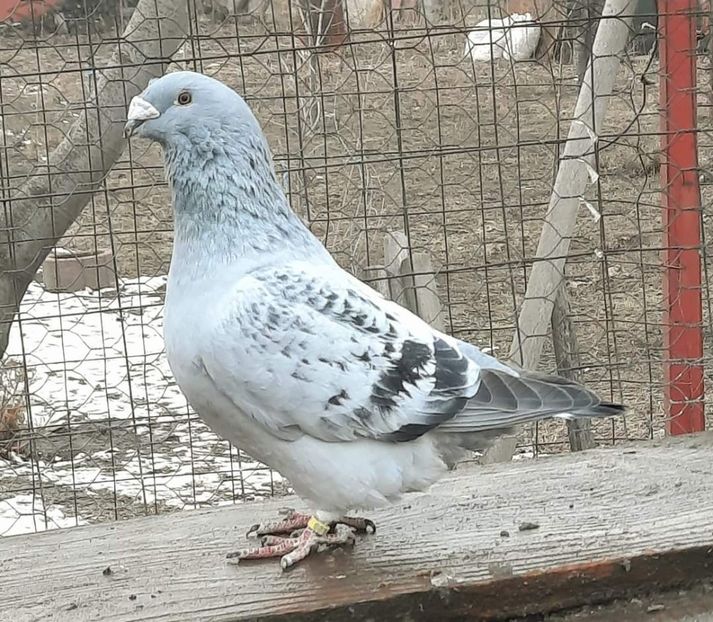  - MATCĂ 2024