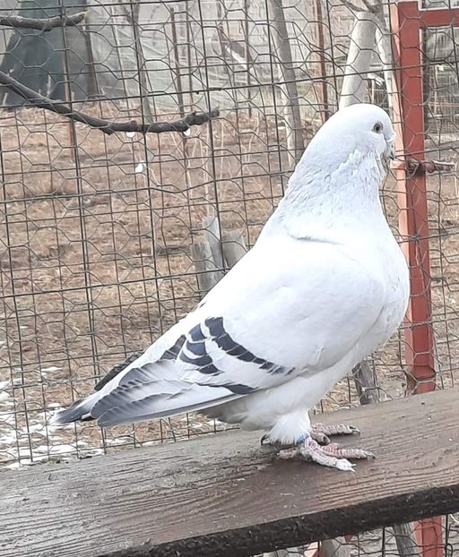  - MATCĂ 2024