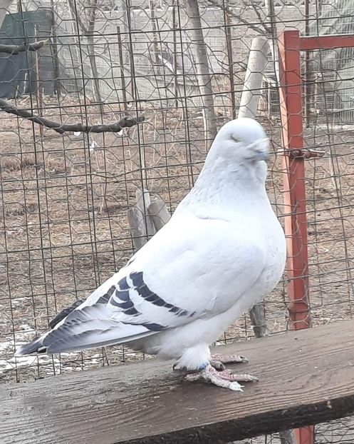  - MATCĂ 2024