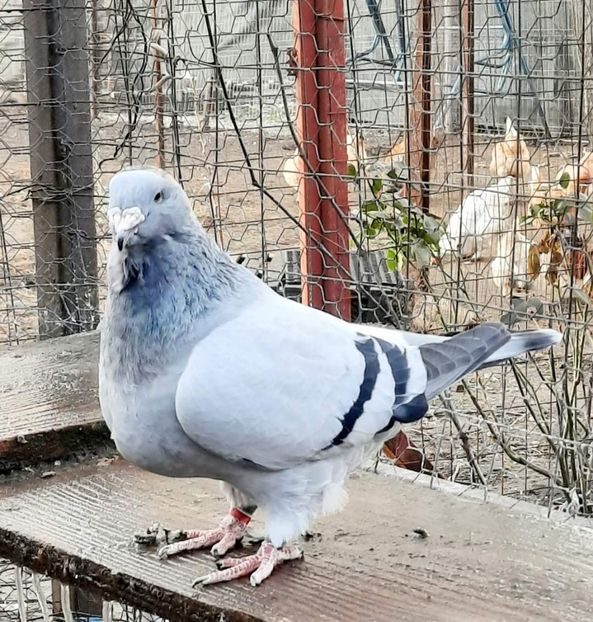  - MATCĂ 2024