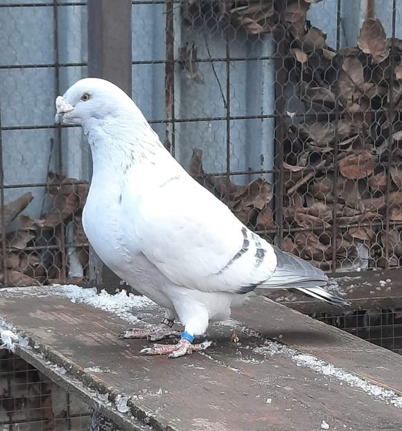  - MATCĂ 2024