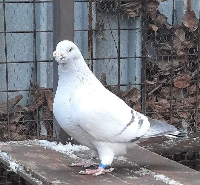  - MATCĂ 2024