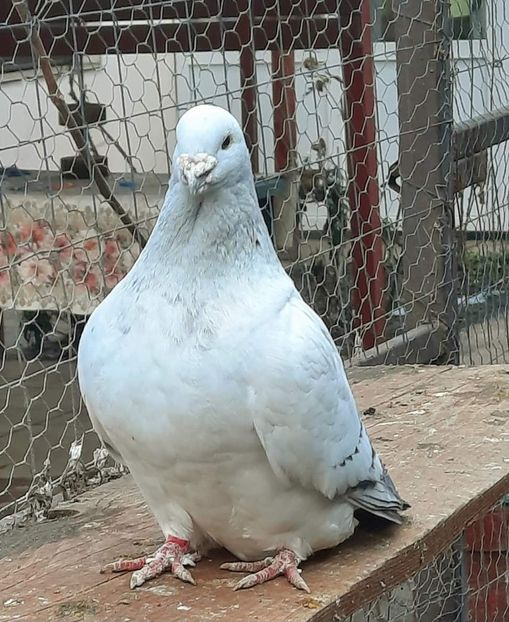  - MATCĂ 2024