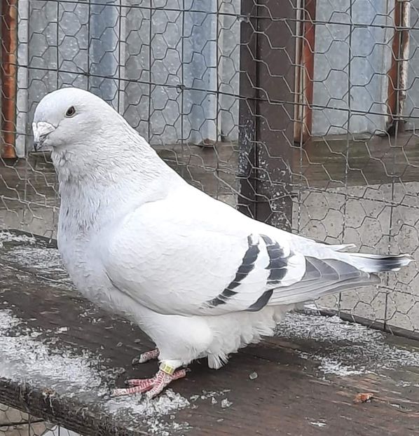  - MATCĂ 2024
