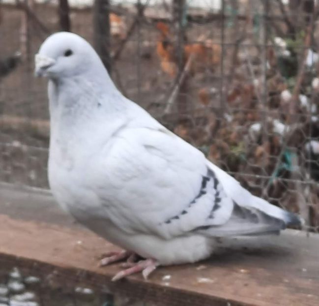  - MATCĂ 2024