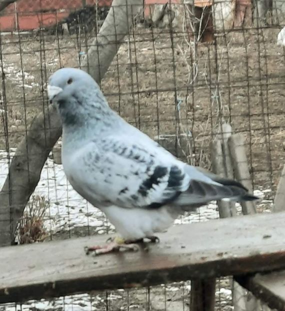  - MATCĂ 2024