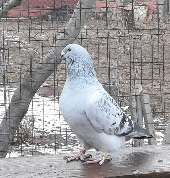  - MATCĂ 2024