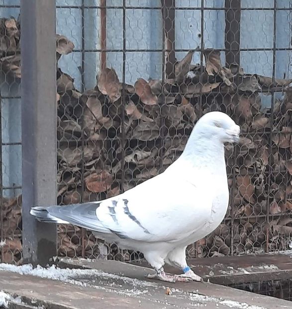  - MATCĂ 2024