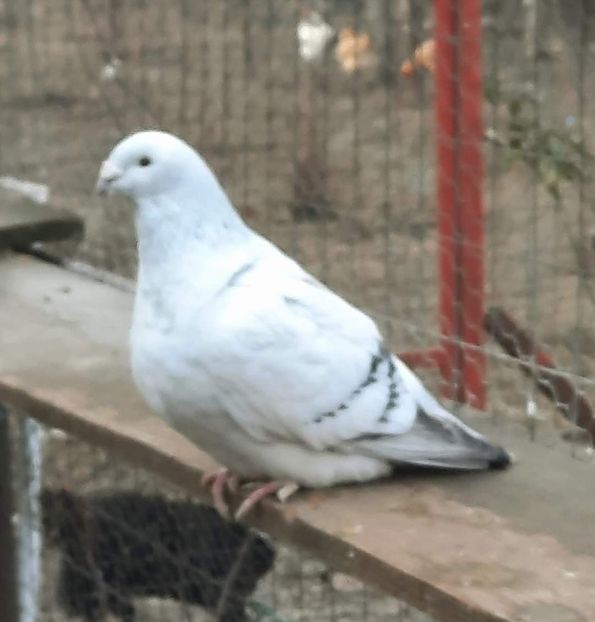  - MATCĂ 2024