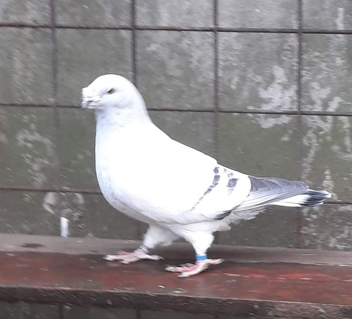  - MATCĂ 2024