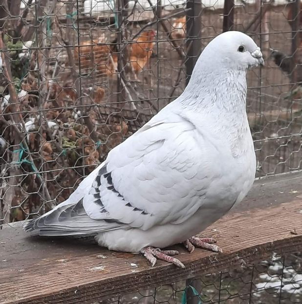  - MATCĂ 2024