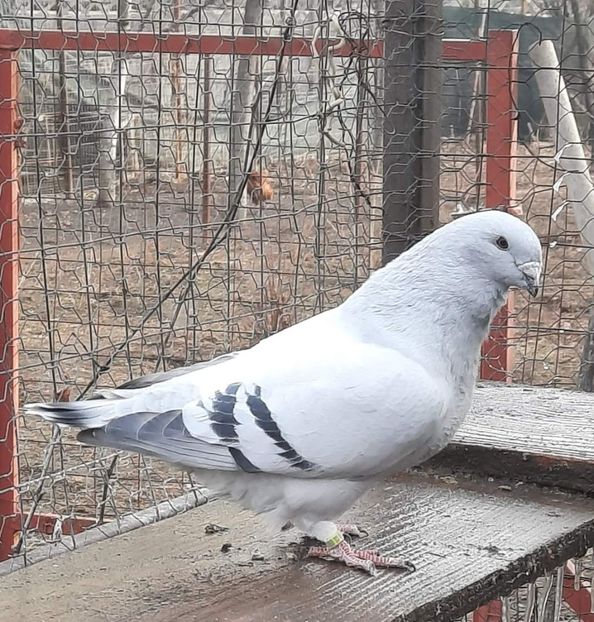  - MATCĂ 2024