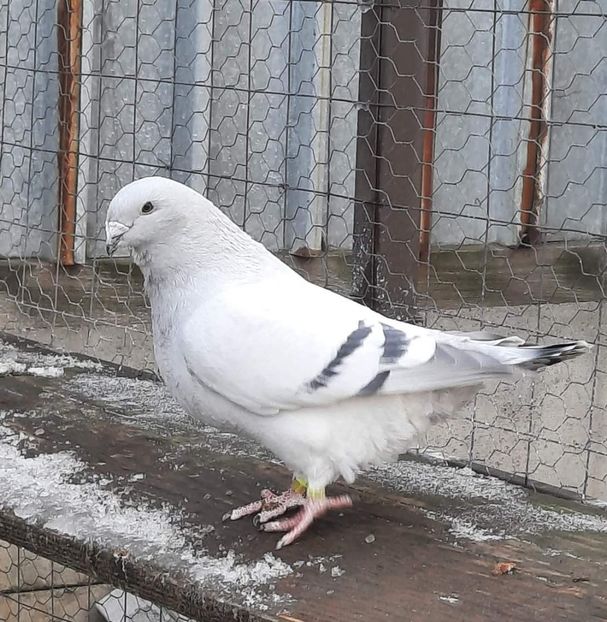  - MATCĂ 2024