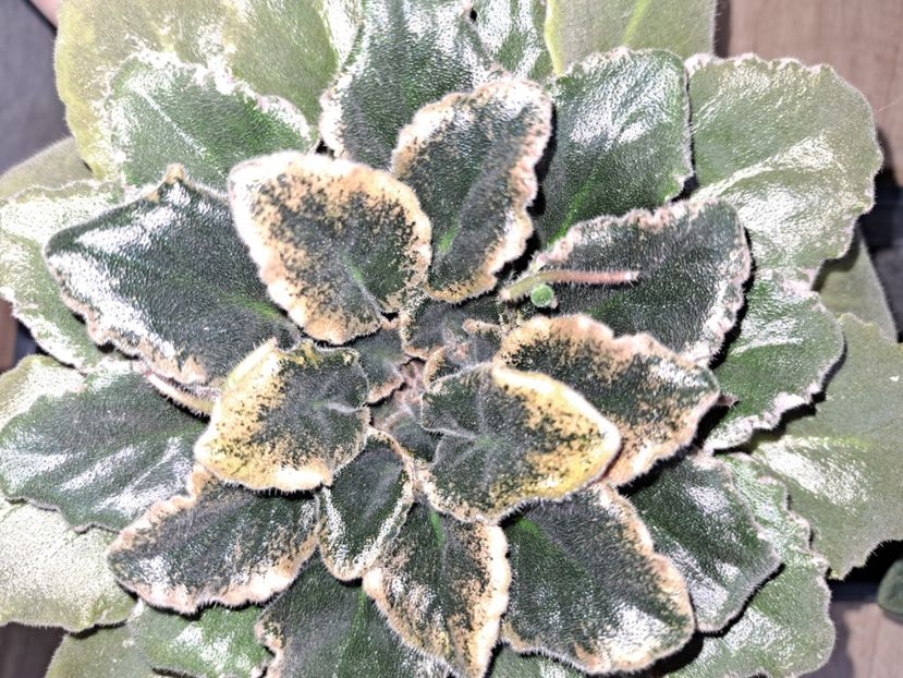  - Violeta Apache Midnight