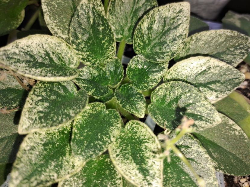  - Violeta Alan s Fallen Angel