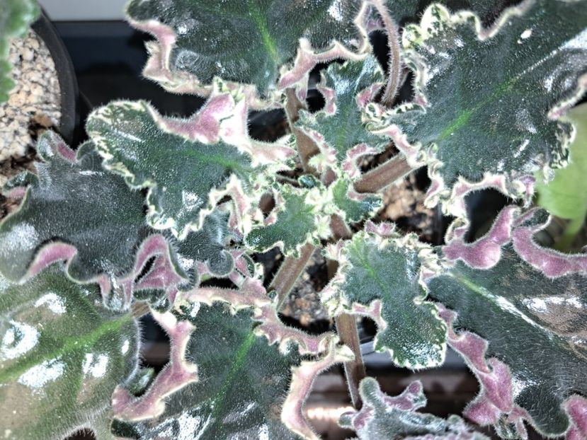  - Violeta EK-Izumrudnoe Kruzhevo