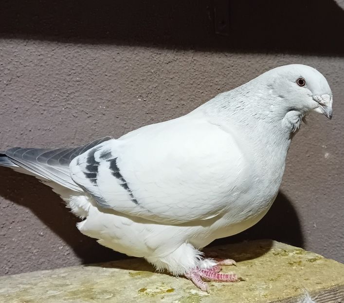  - 8femele azur matca 2021