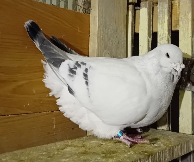  - 9masculi azur matca 2022