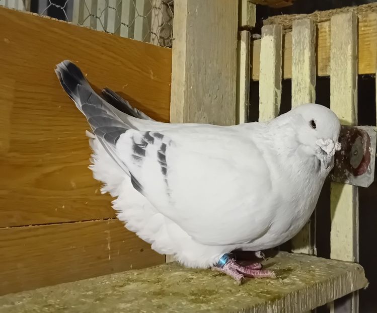  - 9masculi azur matca 2022