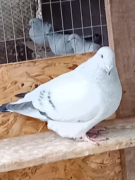  - 9masculi azur matca 2022