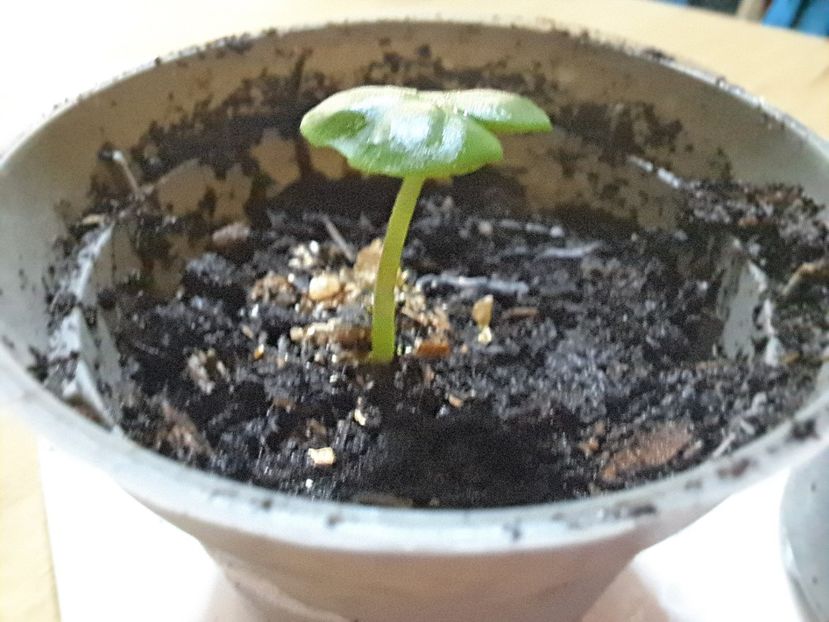  - Hibiscus Arnottianus