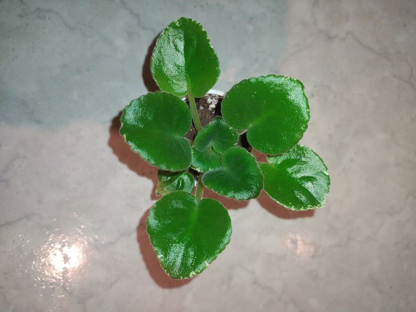 24 ianuarie 2024 - RS Syianie